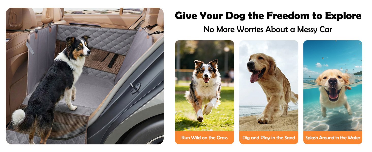 Give Your Dog the Freedom to Explore